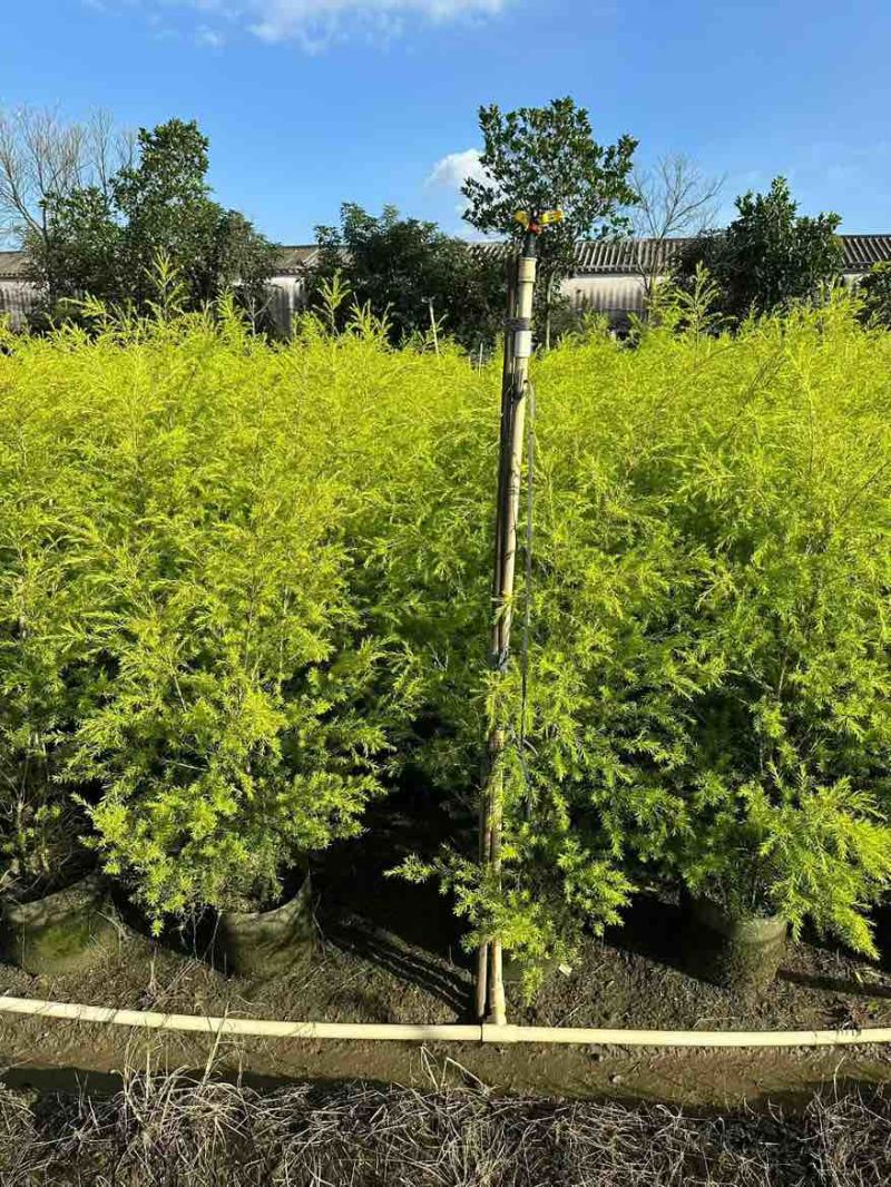 黄金香柳80-300，各种规格，大量低价出售