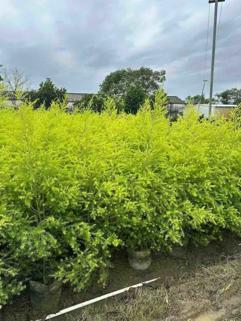 黄金香柳80-300，各种规格，大量低价出售
