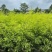 黄金香柳80-300，各种规格，大量低价出售