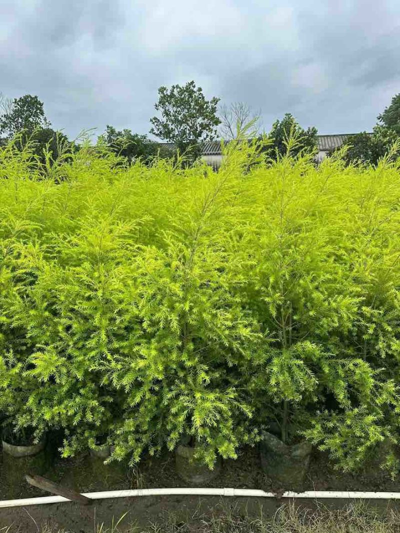 黄金香柳80-300，各种规格，大量低价出售