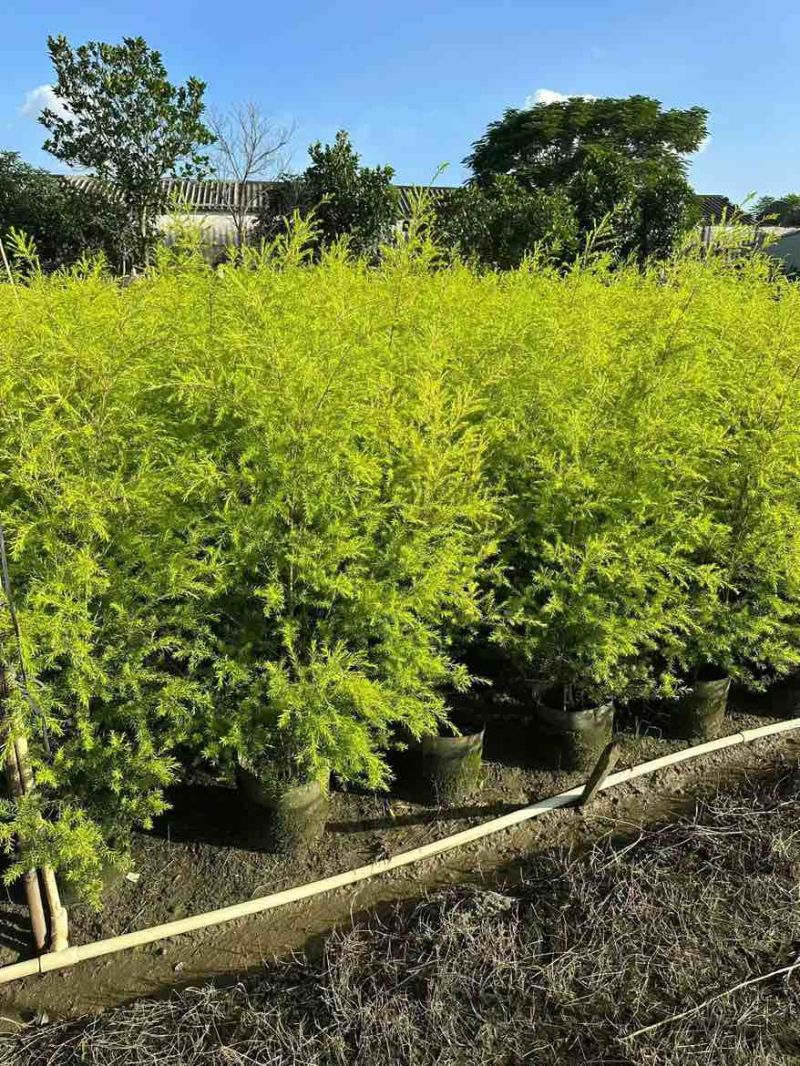黄金香柳80-300，各种规格，大量低价出售
