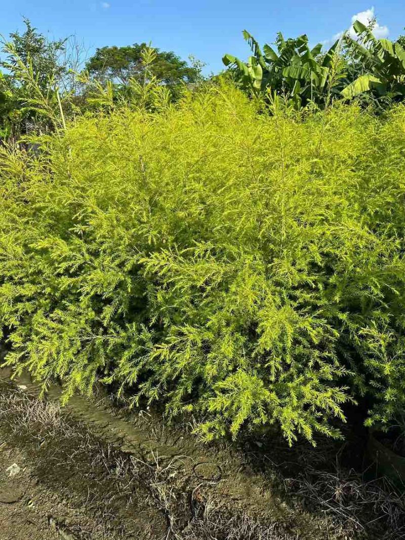 黄金香柳80-300，各种规格，大量低价出售