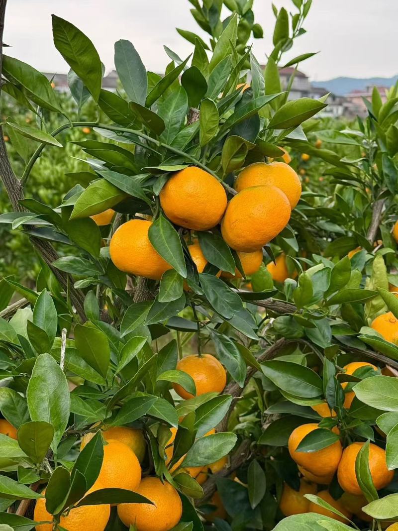 涌泉蜜桔