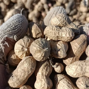 新密有300亩花生收购花生图片联系***********
