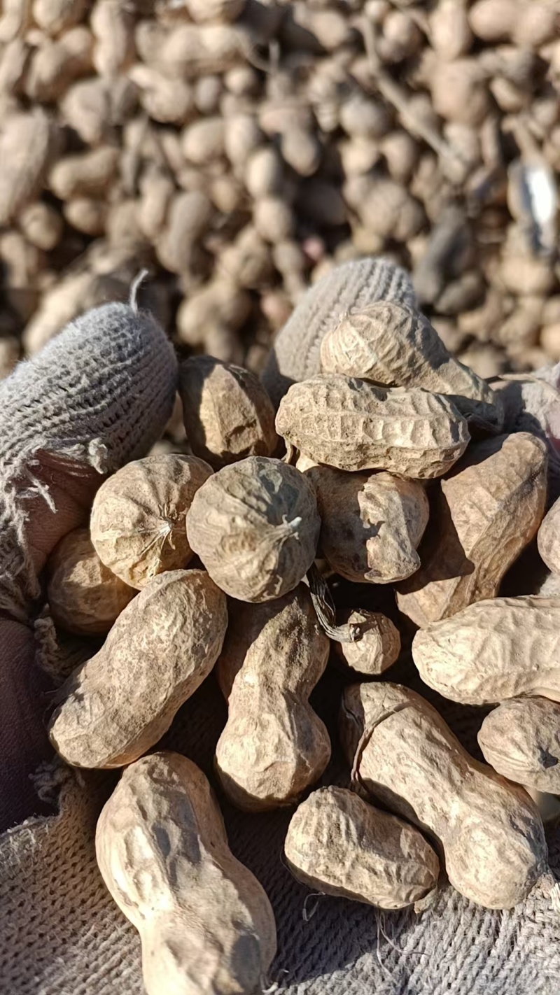 300亩花生要卖，联系***********