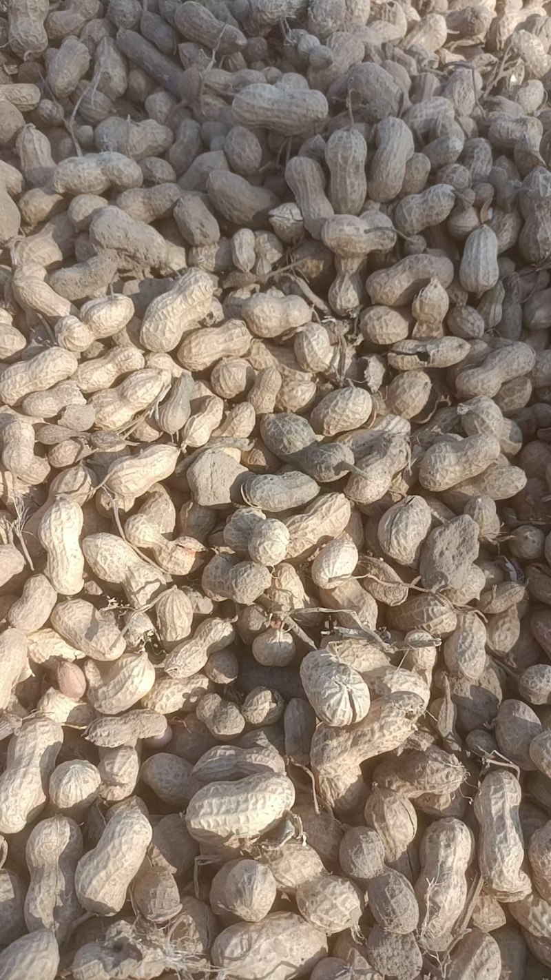 300亩花生要卖，联系***********
