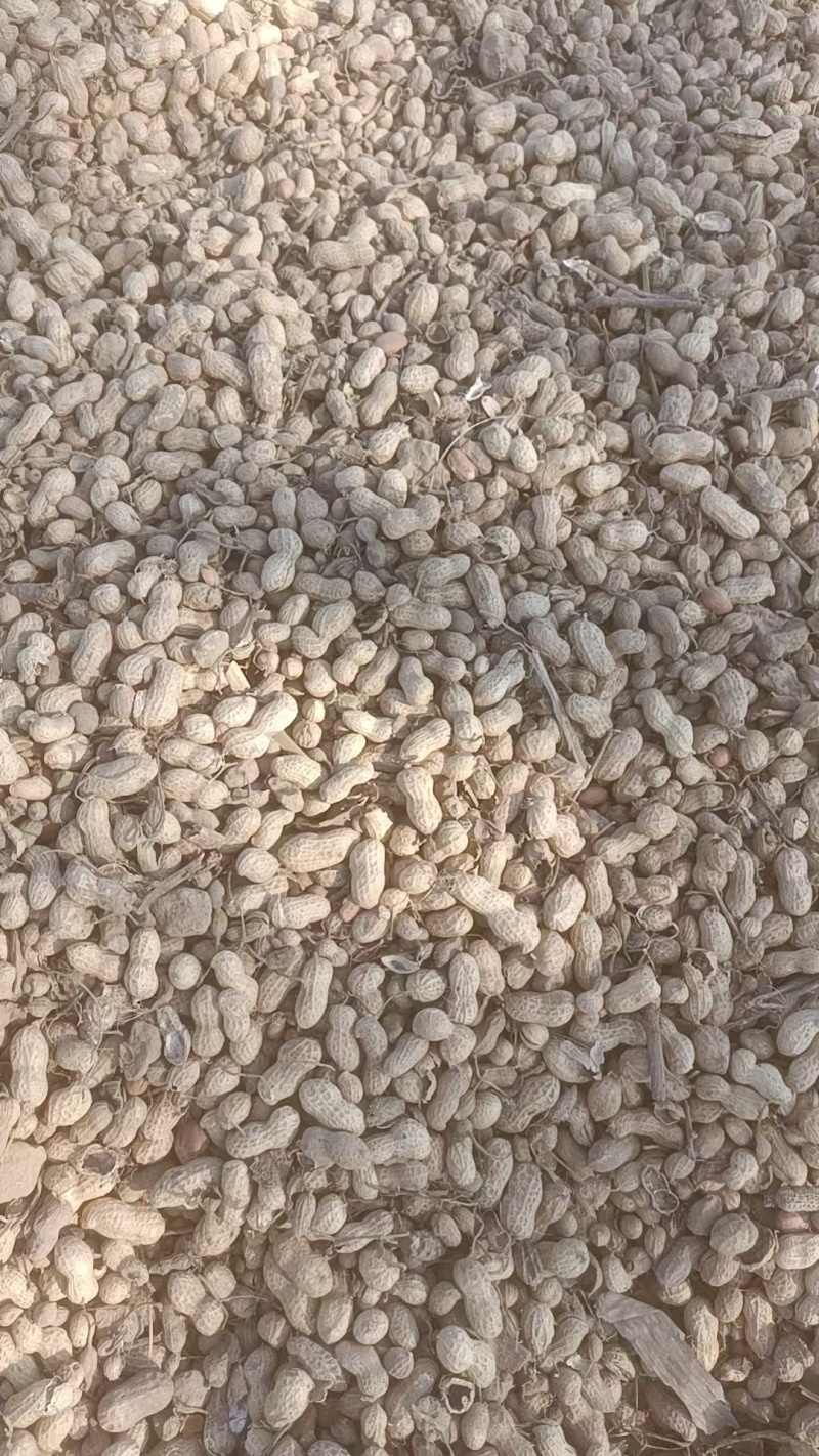 300亩花生要卖，联系***********