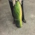 湖北天门黑冬瓜