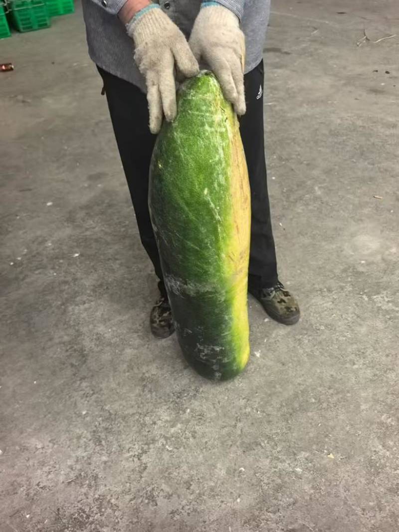 湖北天门黑冬瓜