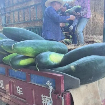 湖北天门黑冬瓜