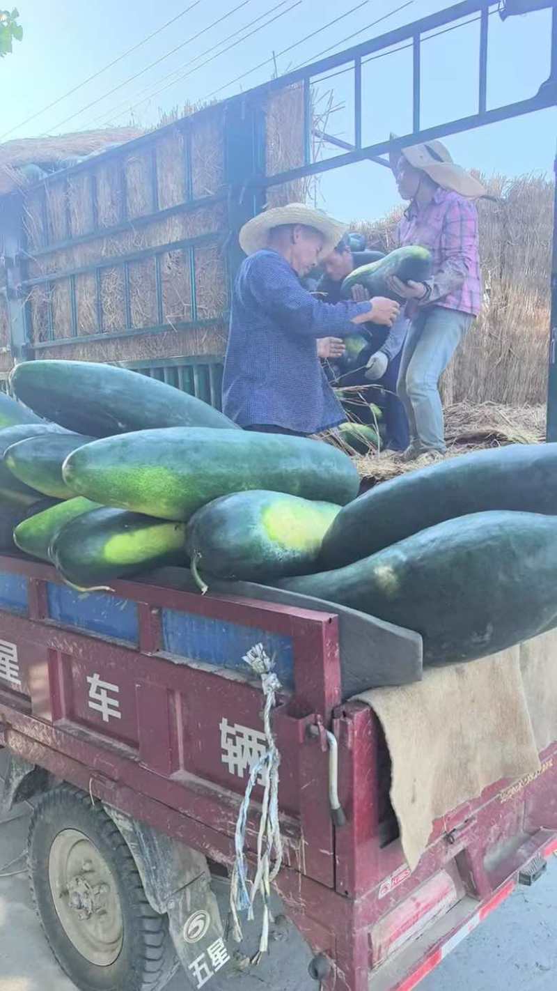 湖北天门黑冬瓜