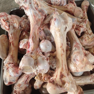 牛骨牛腿骨大棒骨圆骨扁骨腿骨