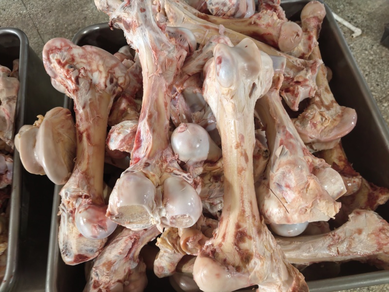 牛骨牛腿骨大棒骨圆骨扁骨腿骨