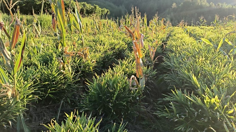 小黄姜自家爸妈种植现挖姜味超正品质在线