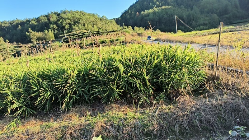 小黄姜自家爸妈种植现挖姜味超正品质在线