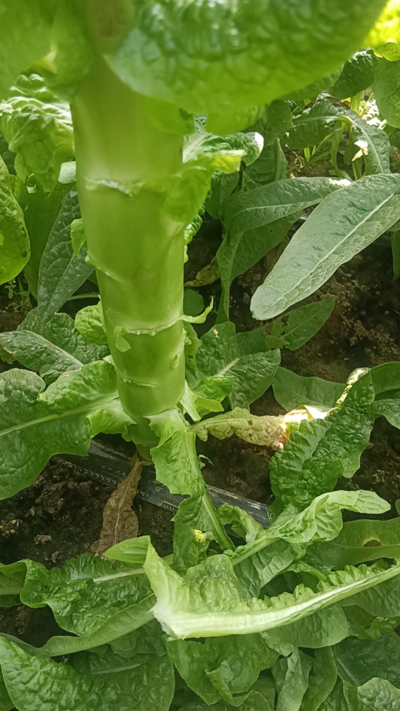 莴苣