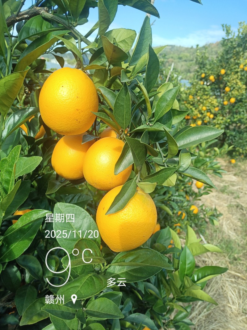 江西赣南脐橙