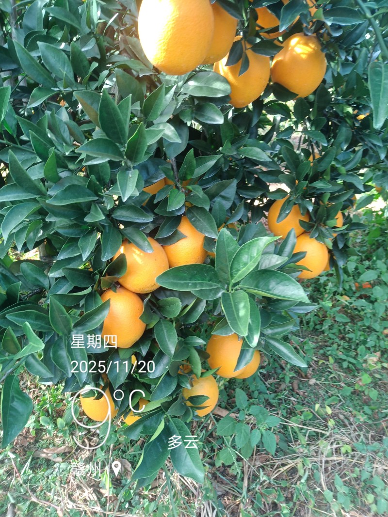 江西赣南脐橙