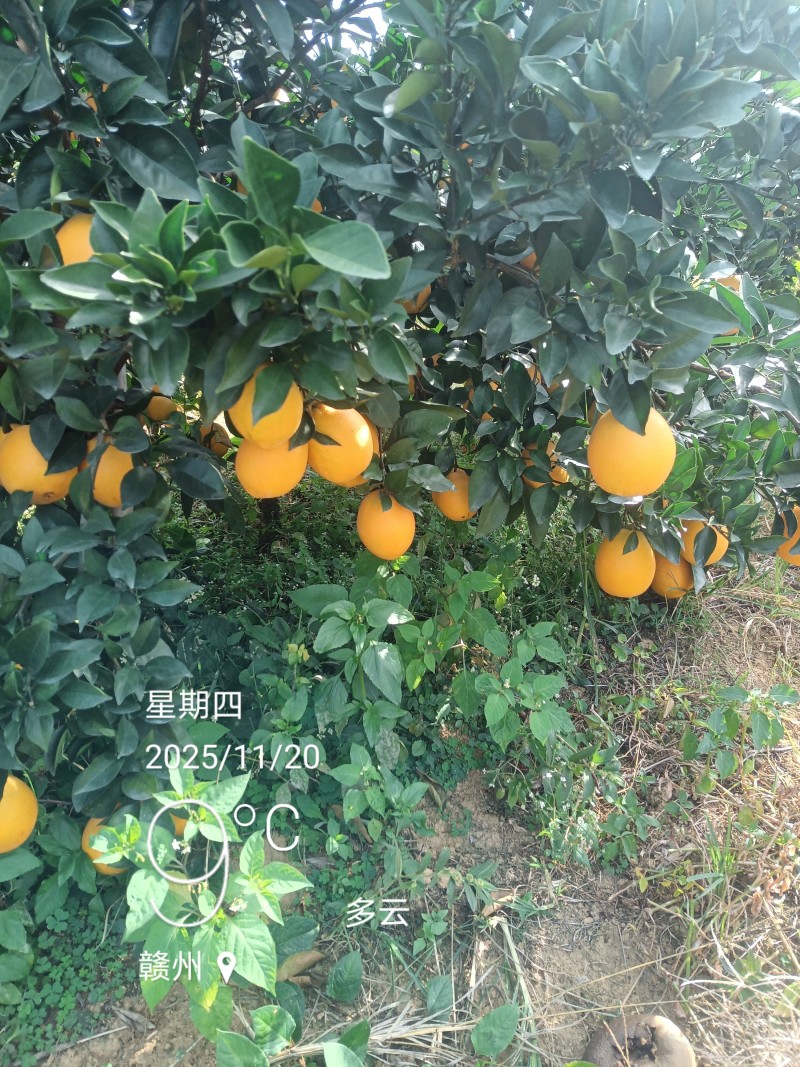 江西赣南脐橙