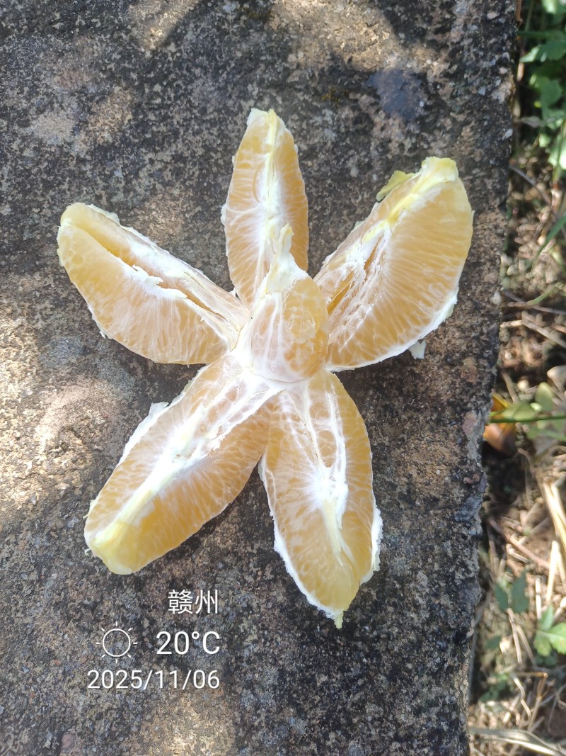 江西赣南脐橙