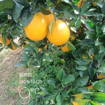 江西赣南脐橙