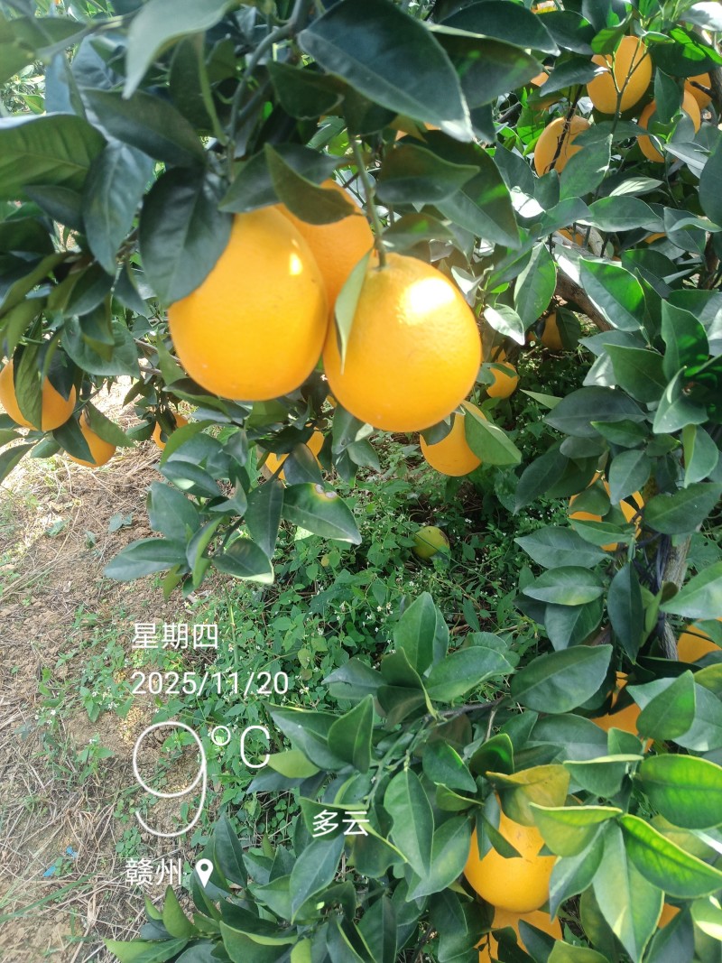 江西赣南脐橙