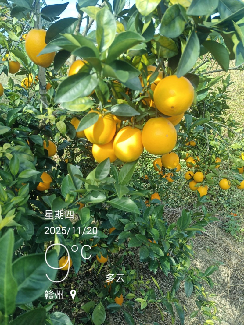 江西赣南脐橙