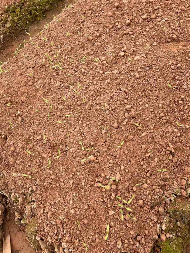 A陈氏蔬菜苗圃批发零售