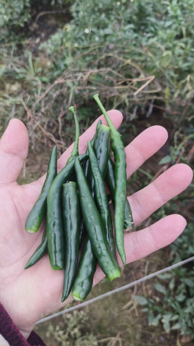 小米青辣椒
