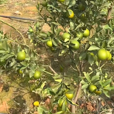脆蜜金桔