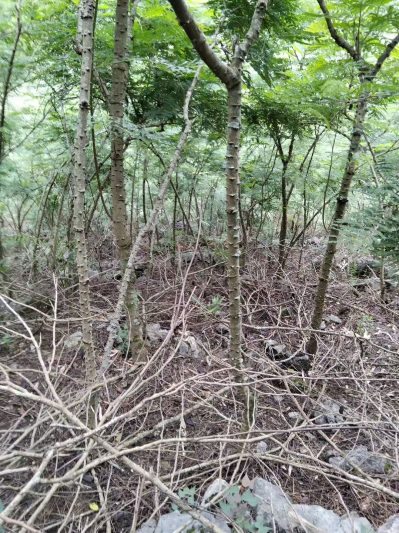 苏木