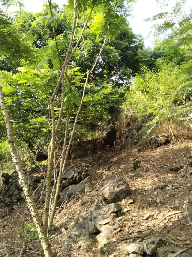 苏木