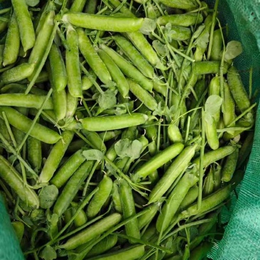 中豌豆