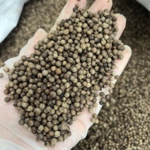 新货越南脱皮椒黑胡椒白胡椒100斤一件起批量大价优长期供应