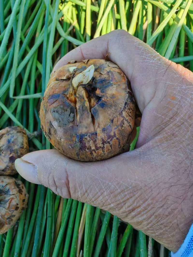 马蹄大量上市，有需要的滴滴