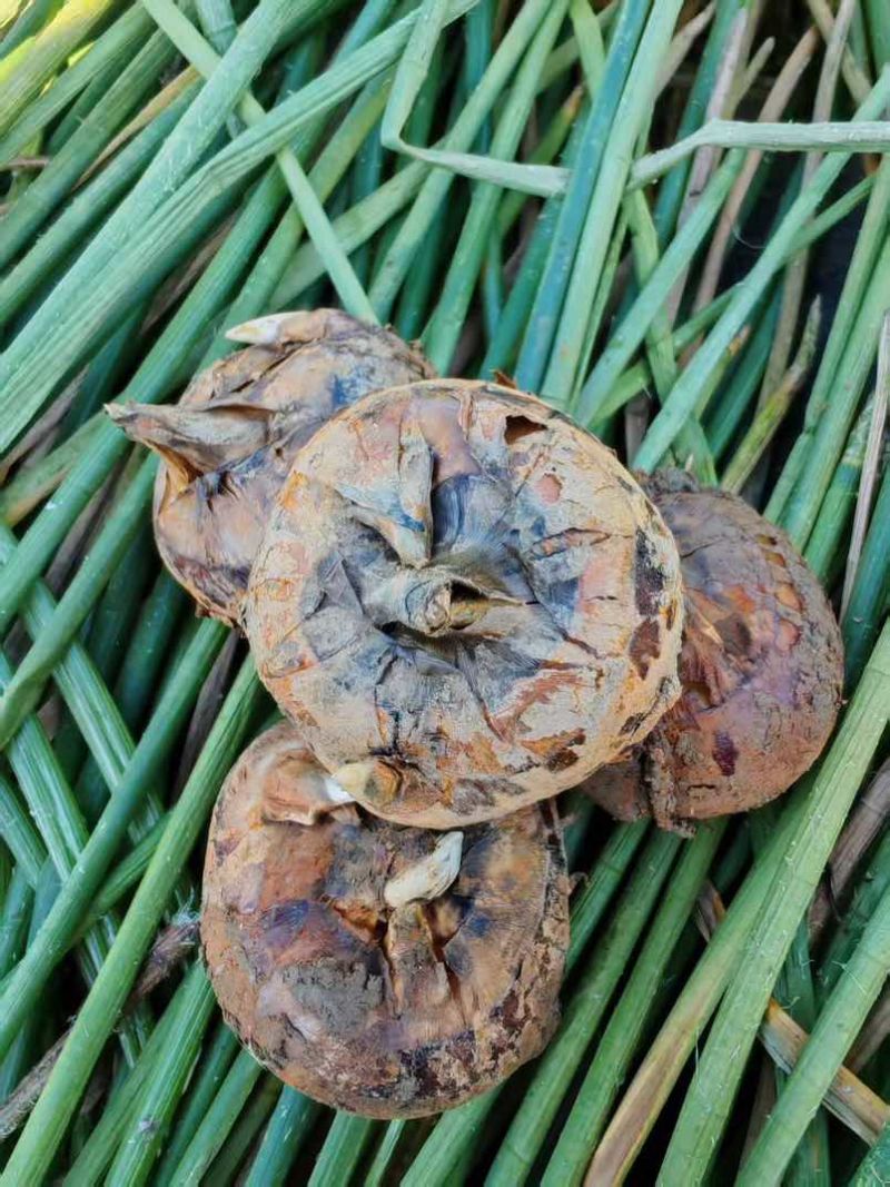 马蹄大量上市，有需要的滴滴