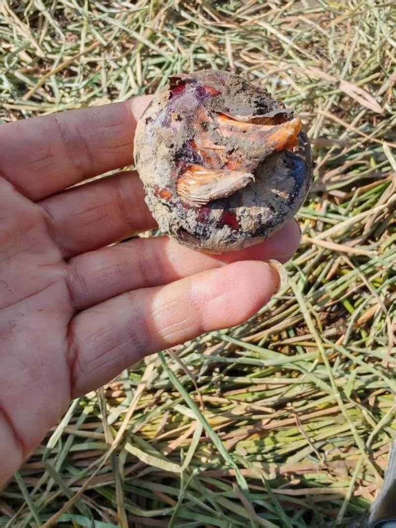 马蹄大量上市，有需要的滴滴