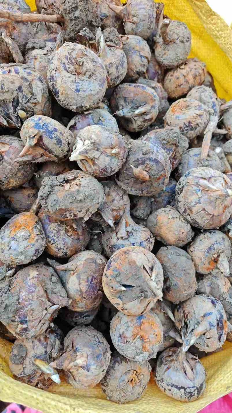 马蹄大量上市，有需要的滴滴