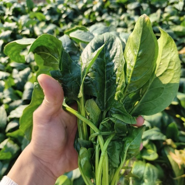 菠菜，菠菜，菠菜