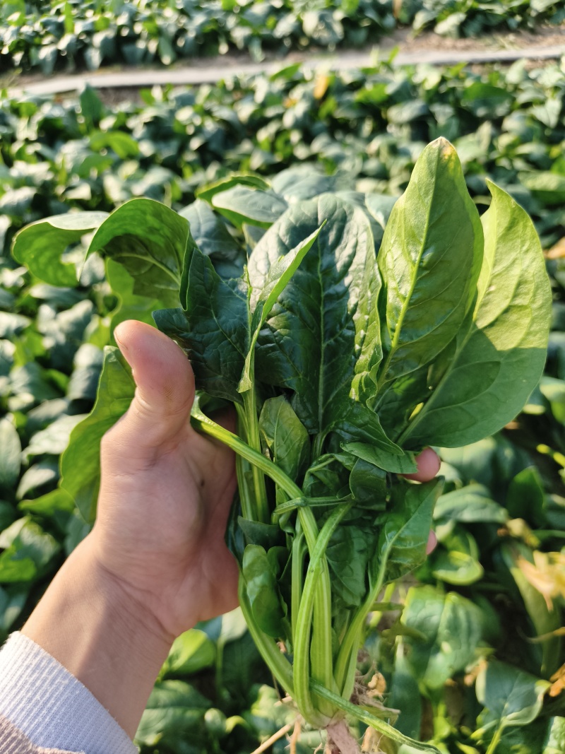 菠菜，菠菜，菠菜