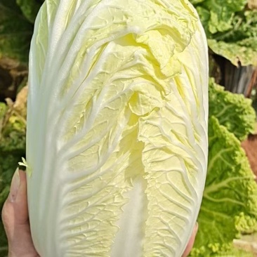 云南娃娃菜耐运输水分低品质好，口感好