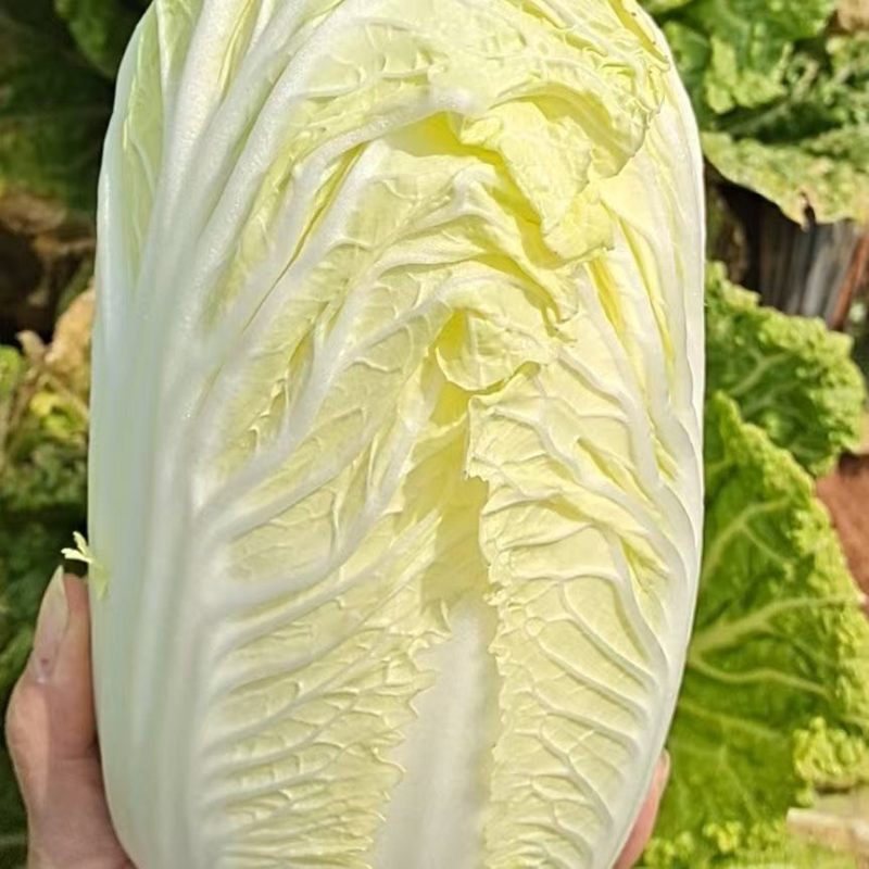 云南娃娃菜耐运输水分低品质好，口感好