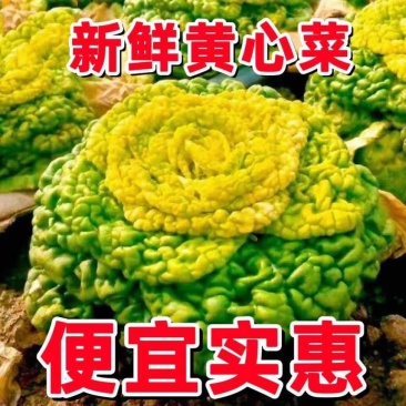 黄心菜专业供应商超电商一件代发等等河南南阳唐河