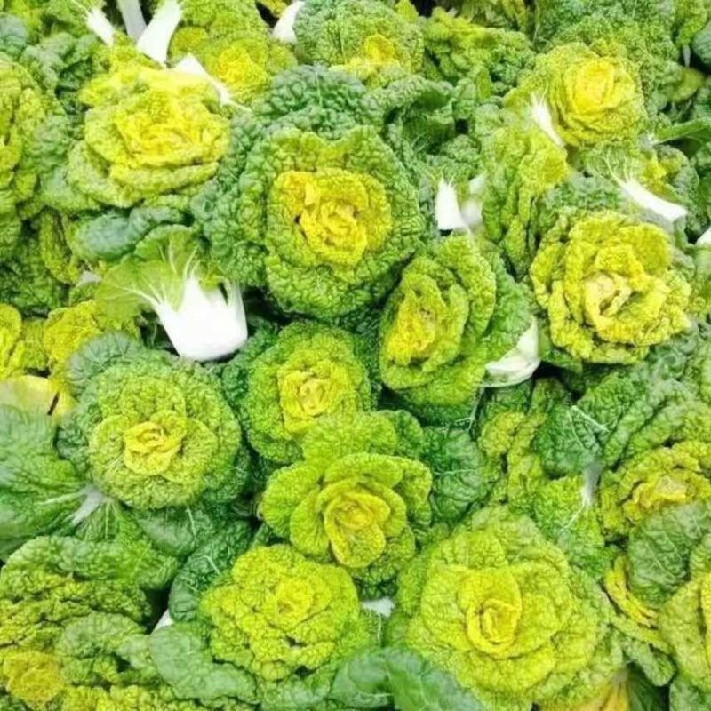 黄心菜专业供应商超电商一件代发等等河南南阳唐河