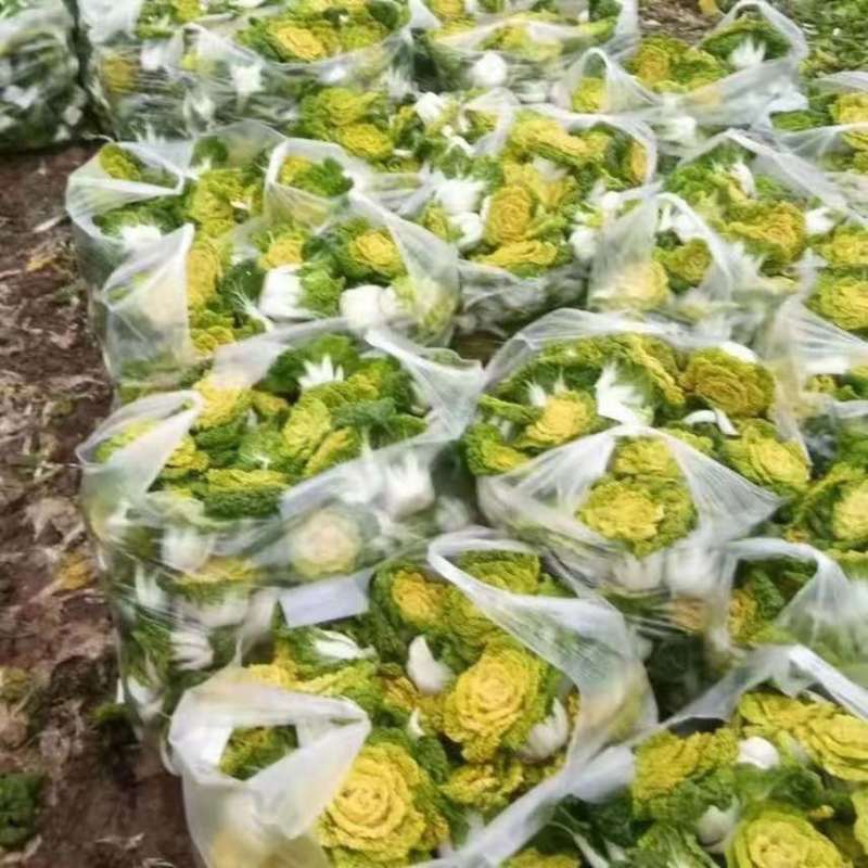 黄心菜专业供应商超电商一件代发等等河南南阳唐河