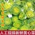 黄心菜专业供应商超电商一件代发等等河南南阳唐河