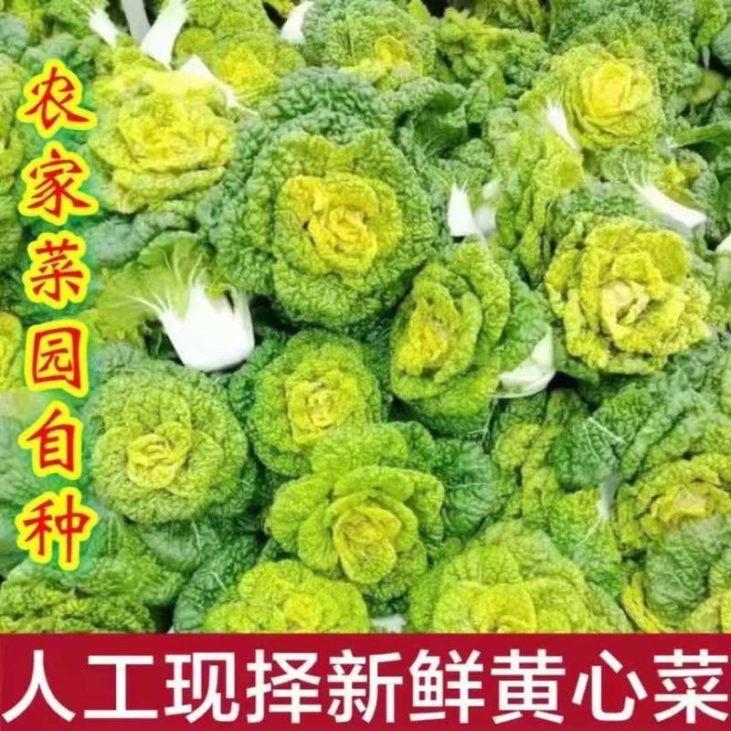 黄心菜专业供应商超电商一件代发等等河南南阳唐河