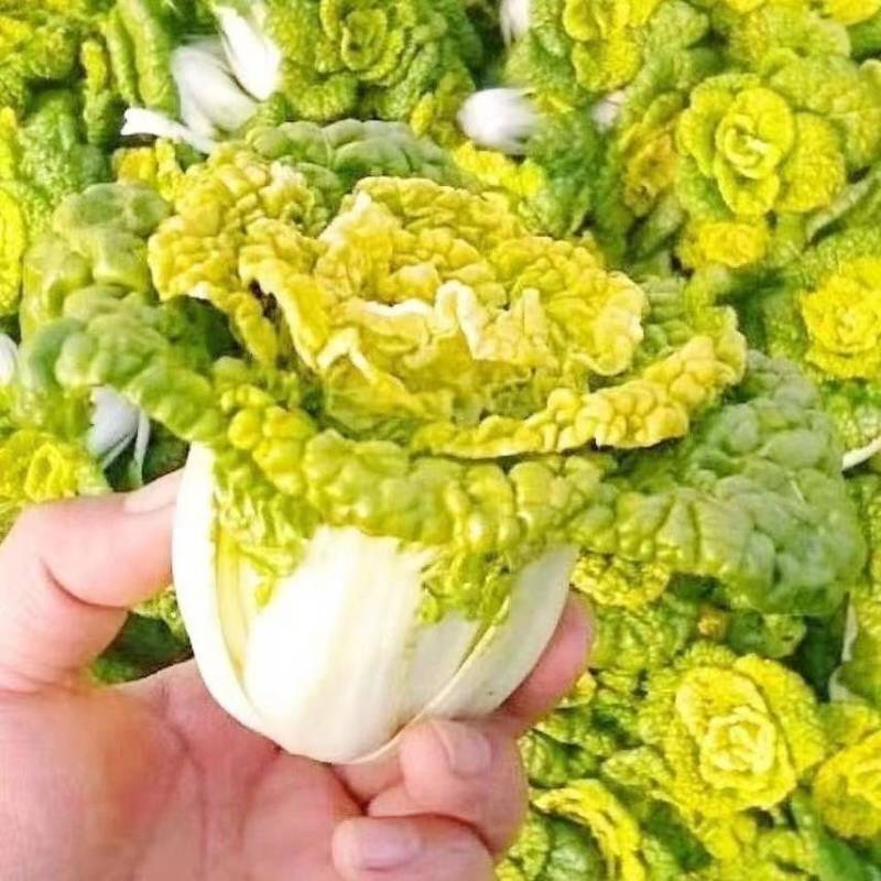 黄心菜专业供应商超电商一件代发等等河南南阳唐河