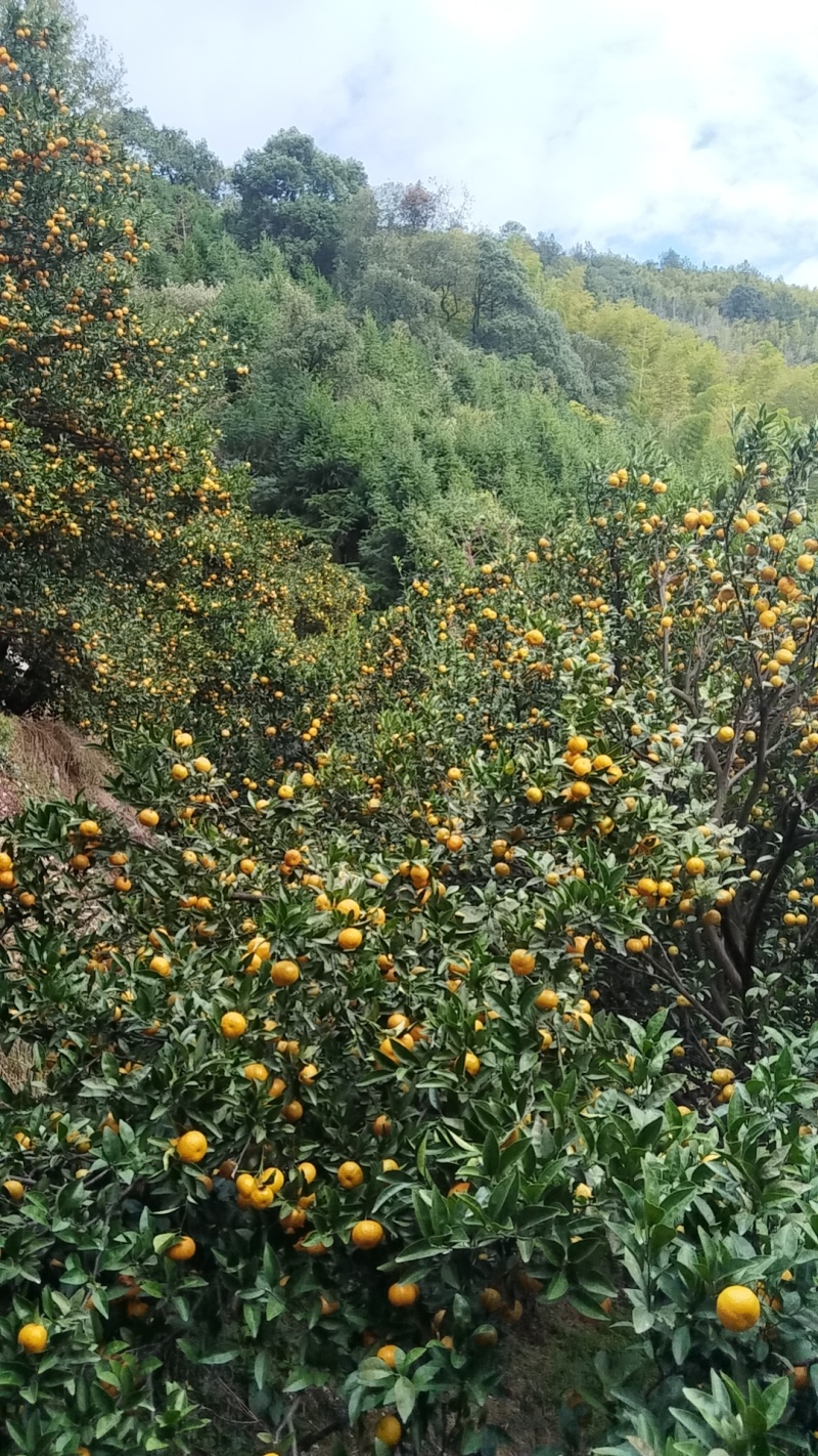 南丰蜜广