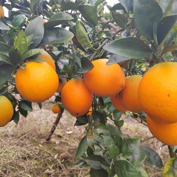 脐橙